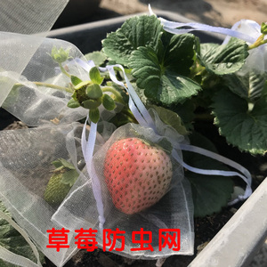 草莓防虫网防鸟袋果实蓝莓番茄可收缩防虫袋透光草莓套袋网保护袋