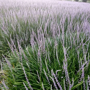 阔叶麦冬兰花三七麦冬草四季常绿工程绿化庭院盆栽耐寒地被植物