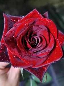 黑魔术暗红色玫瑰花大苗大花浓香阳台庭院四季花卉植物月季花盆栽