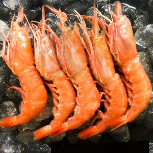 舟山野生红虾新鲜大虾鲜活冷冻海鲜水产海虾刺身东海冰虾生鲜海捕