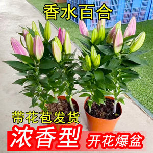 进口百合花盆栽带花苞室内耐寒花卉郁金香 洋水仙花秋冬香水百合