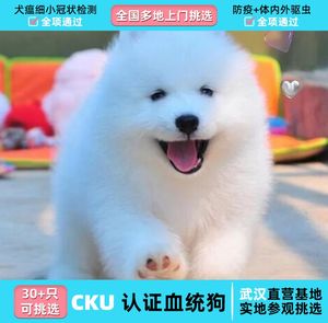 大型犬纯白 大型犬纯白品牌 价格 阿里巴巴