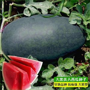 黑美人西瓜种子皮薄特大特甜超大巨型水果种孑早熟四季春季菜种籽