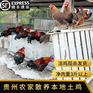 贵州农家散养土鸡林下跑山鸡虫草鸡孕妇老母鸡1750g新鲜现杀包邮