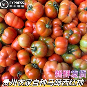 贵州土特产新鲜毛辣果应季蔬菜丑番茄沙瓤马蹄西红柿500g顺丰包邮