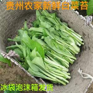 贵州农家特产白菜苔新鲜现摘现发蔬菜青口白菜青菜苔500g包邮包赔