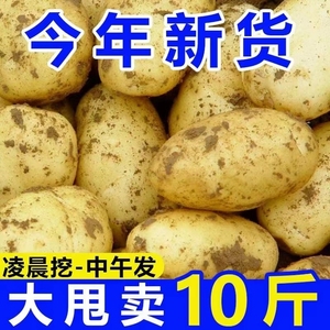 2024年新鲜马铃薯黄心新鲜大土豆现挖现发农家菜