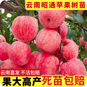 苹果树果苗红富士矮化盆栽冰糖心苹果嫁接苗南北方地栽庭院种植