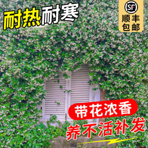 风车茉莉爬藤植物垂丝络石藤四季开花苗室内阳台花卉盆栽常青绿植