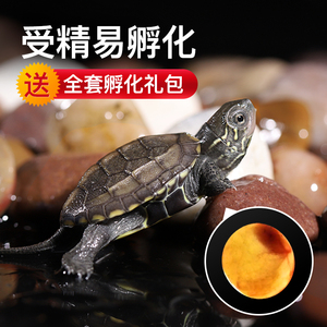 小乌龟蛋甲鱼火焰龟可孵化套装巴西龟活体中华草龟花龟招财龟墨龟