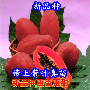 新品种红皮红肉木瓜树苗冠红木瓜台湾红肉大青木瓜苗当年结果