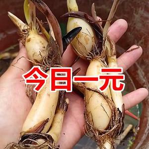 荷花莲藕苗 池塘观赏荷花食用莲花苗盆栽大型莲藕种根苗种藕苗