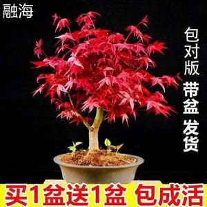 买一送一红枫树苗盆栽庭院室内外种植中国红枫红舞姬耐寒花卉植物