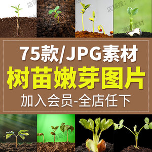 高清植物发芽图片种子土壤嫩叶幼苗春天希望绿色青草生机JPG素材