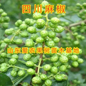 四川麻椒花椒苗南北方种植食用藤椒苗大红袍大青稞地栽盆栽果树苗