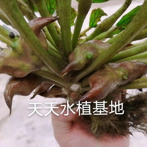 菱角种子种苗青菱角高产水生植物老菱角种子红菱角苗种植成活率高