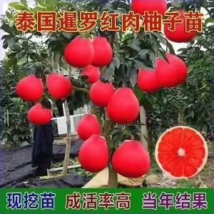 新品种嫁接柚子树苗泰国红柚子苗南北方种植水果树苗盆栽地栽当年