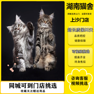 纯种缅因猫幼猫大型长毛猫俄罗斯巨型银灰虎斑棕烟熏色缅因猫活体