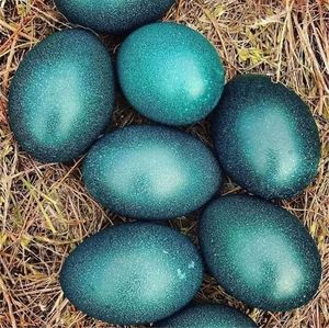 空鸸鹋蛋壳雕刻材料暗绿色光泽装饰摆件消毒清理干净澳洲