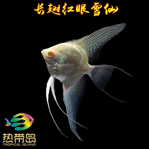 神仙鱼燕鱼长翅红眼雪仙观赏鱼热带鱼淡水鱼活体卵生新手容易饲养