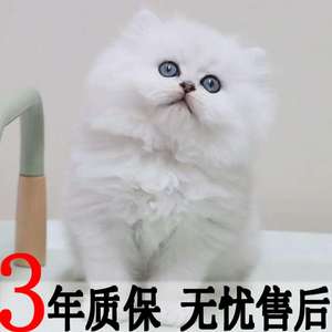 猫咪活幼体活物猫金吉拉猫便宜喵可爱幼猫幼崽真的小猫小型宠物猫 阿里巴巴找货神器 猫咪活幼体活物猫金吉拉猫便宜喵可爱幼猫幼崽真的小猫小型宠物猫 阿里巴巴找货神器