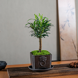 罗汉松盆景小盆栽老树桩矮造型迷你植物客厅室内桌面绿植茶台摆件