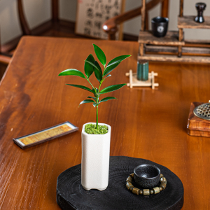 竹柏盆栽树苗植物室内桌面小盆景摆件办公室绿植书房茶台驱蚊植物