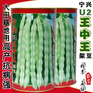 王中王架豆种子四季豆种子芸豆种子无筋白绿荚芸豆四季豆角蔬菜籽