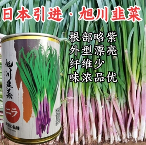 旭川红根韭菜种子日本引进红韭菜种子籽高产耐寒四季蔬菜种子籽孑