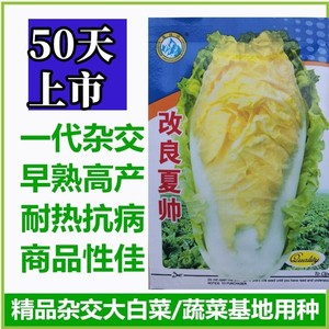 改良夏帅白菜种子早熟耐热抗高温夏播黄心芯大白菜种子50天蔬菜籽