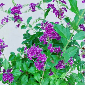 巧克力花盆栽金露丝垂吊紫花室内庭院花卉绿植耐寒植物蕾丝阳台香