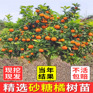 沙糖桔子树苗带果地栽果树盆栽蜜柑橘南方北方种植砂糖橘子树果苗