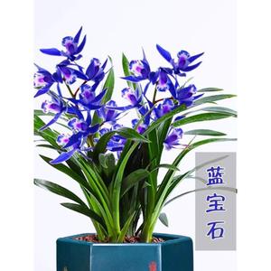 世界上香的兰花 蓝宝石 四季开花兰花苗浓香型室内花卉植物好养