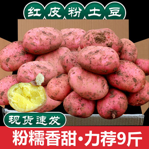 云南红皮黄心农家自种小土豆10斤高山马铃薯新鲜蔬菜洋芋批发包邮
