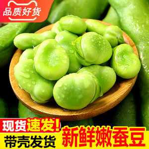 云南新鲜蚕豆5斤农家带壳生蚕豆罗汉豆兰花胡豆佛青豆荚蔬菜包邮3