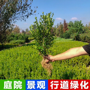 江苏苗木市场的绿意盎然与蓬勃发展