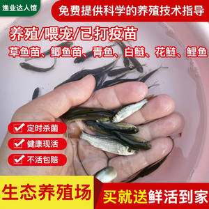 喂乌龟吃的小活鱼苗饲料淡水养殖小型活饵龟粮鳄龟食用小鱼鲫鱼苗