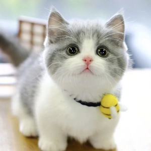 香港澳门发货矮脚英短蓝白蓝猫幼崽折耳曼基康短毛宠物加白起司猫