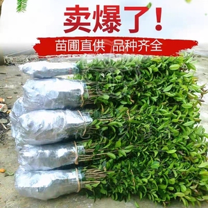 桂花树苗批发四季桂八月桂花苗金桂大树地栽开花浓香丹桂河道地栽