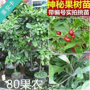 神秘果叶子 神秘果叶子品牌 价格 阿里巴巴