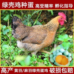 高产绿壳黄麻鸡种蛋受精蛋可孵化散养土鸡蛋笨鸡蛋可孵化小鸡包邮