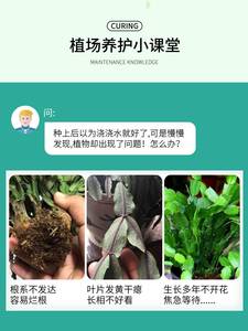 新品蟹爪兰专用肥多肉营养液爆芽肥料养花植物通用型家用蟹脚兰怎