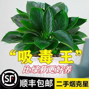 金钻盆栽植物铂金钻绿萝箩水培大叶绿植多肉办公室内懒人好养花卉