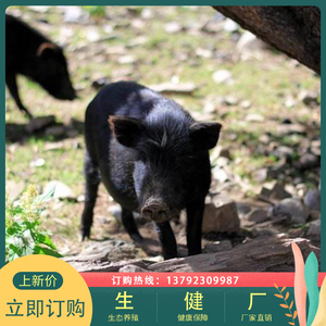 纯种藏香猪幼崽活体猪崽苗种猪仔活猪养殖一对小香猪活苗成年黑猪