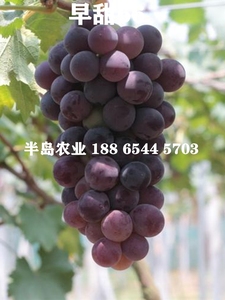 早熟葡萄新品种 极早甜66葡萄苗 甜66葡萄树苗 耐零下20度 不裂果