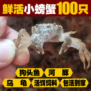 100只鲜活小螃蟹河豚狗头乌龟活饵饲料宠物深水迷你蟹观赏淡水蟹