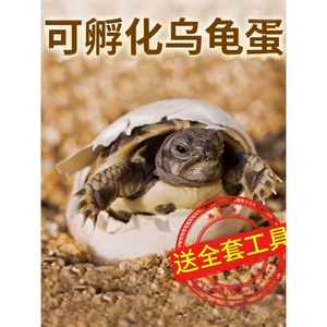 可孵化乌龟玩具蛋动物恐龙蛋海龟儿童男孩昆虫模型陆龟仿真宠物小
