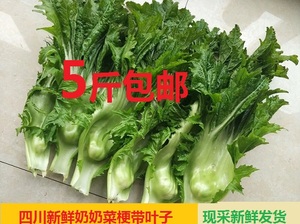 四川当季新鲜蔬菜奶奶菜泡酸菜泡青菜包包儿菜泡菜4装包邮