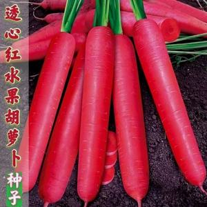 【高产良种】冰糖水果胡萝卜种子农家甜脆水果萝卜种籽夏秋种植菜