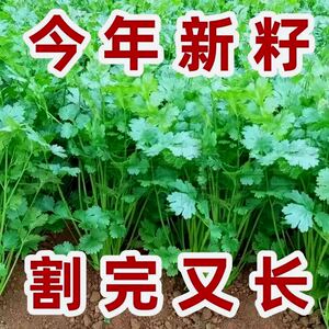 【割完又长】香菜种子四季耐热盆栽蔬菜种子大全农家大叶香菜籽